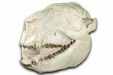 Fossil Oreodont (Merycoidodon) Skull - South Dakota #355529-5